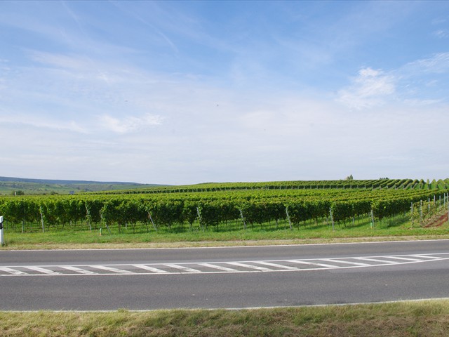 30-Weinstrasse Vineyards