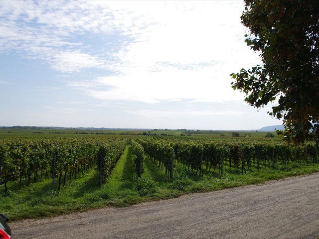 31-Weinstrasse Vineyards