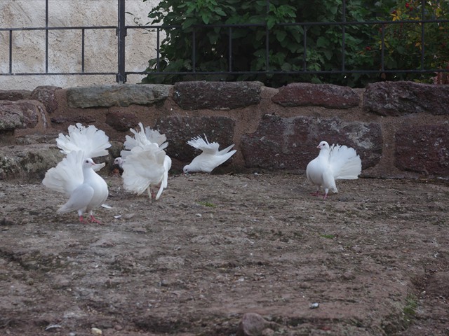 Wartburg Castle - Pigeons