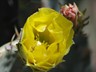 cactus_flower