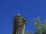 saguaro_flower